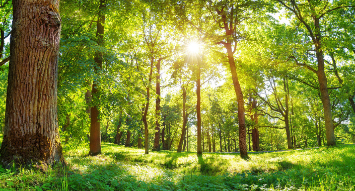 Wald
